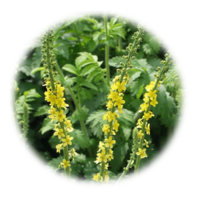 Agrimonia eupatoria